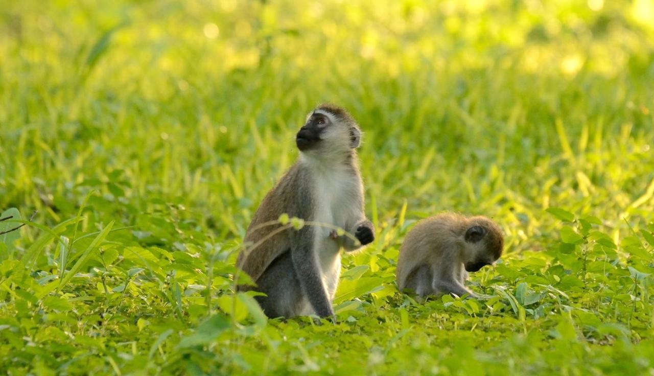 Migunga Tented Camp ムトワンブ エクステリア 写真
